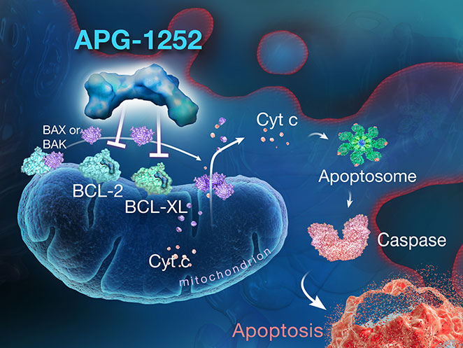 APG-1252