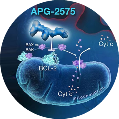 Bcl-2